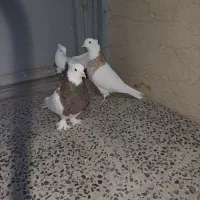 طوقی و زاغ|پرنده|شهرکرد, |دیوار