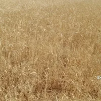 فروش ۱۶ کیسه زمین کشاورزی