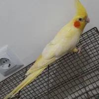 طوطی  عروس ماده