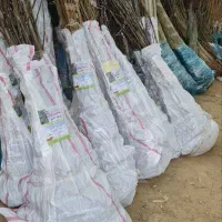 ارائه نهال گردو خوشه ای پربار مقاوم به سرما|خدمات باغبانی و درختکاری|قره ضیاالدین, |دیوار