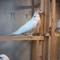کبوتر پرشی