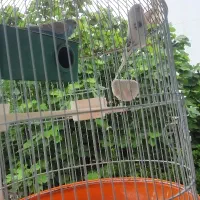 یک جفت مرغ عشق نروماده به همراه قفس و جای آب و دان