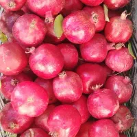 باغشهری ملوسجان بیضا|فروش خانه و ویلا|بیضا, |دیوار