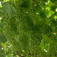 خط تلفن ثابت محدوده شهر ری