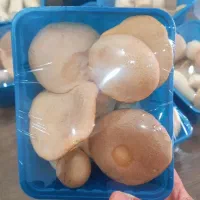 فروش قارچ ارینجی