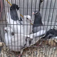 کفتر|پرنده|تهران, دهقان|دیوار