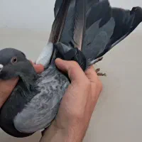 کبوتر تهرانی سبز نر