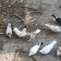 فروش تمام کبوتر ها یک جا