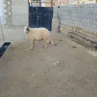 شک ورن سنجابی|حیوانات مزرعه|دالاهو, |دیوار