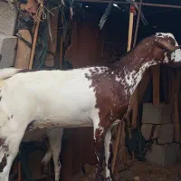 بز نزار وکرنر|حیوانات مزرعه|فین, |دیوار