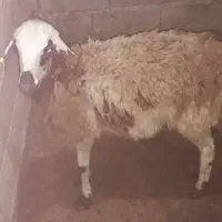 بره چاق ..نر بزغاله چاق