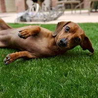 مرکز چمن مصنوعی در ایران