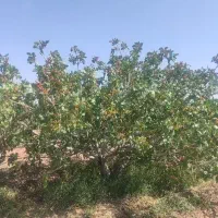کود NPK.S  اقتصادی 25کیلویی
