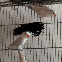 دو عدد جوجه کوتوله تازه دونخور