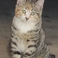 دختر کوچولو