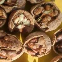 گردو همدان|عمده‌فروشی|فسا, |دیوار