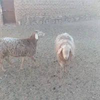 بره نر سفت چاق|حیوانات مزرعه|درمیان, |دیوار