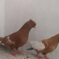 کبوتر سرک