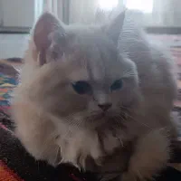 گربه|گربه|کرمانشاه, |دیوار