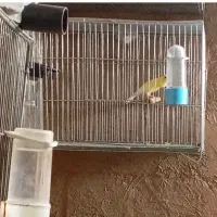 قناری طلایی