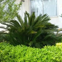 سیکاس قدیمی