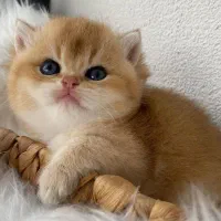 بیریتیش جذاب گلد (نیاوران)