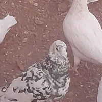 کفترپرشی ۲۴عددوجفتگاه.سارونقره ای