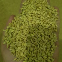 گندم بوجاری شوده بذری