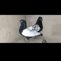 کفتر سینه سیاه