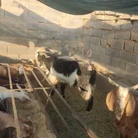سلام نری پاکستانی|حیوانات مزرعه|یزد, |دیوار