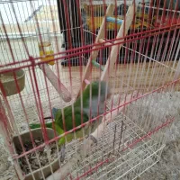 طوطی راهب|پرنده|مینودشت, |دیوار