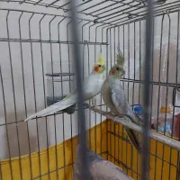 عروس هلندی مولد با ۳ تخم