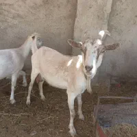 بز سانان و تکه سانان اصل