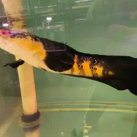 ماهی زینتی|ماهی|فولادشهر, B4|دیوار