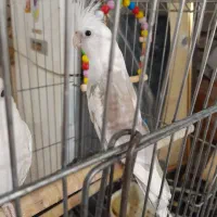 عروس پاریس زینتی حمیدیه|پرنده|حمیدیه, |دیوار