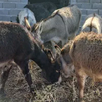 خر .الاغ فوری