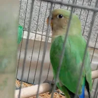 طوطی برزیلی|پرنده|شیراز, شیخ علی چوپان|دیوار