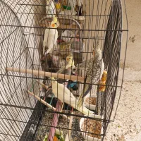 عروس هلندی|پرنده|صدرا-فارس, فاز ۱|دیوار