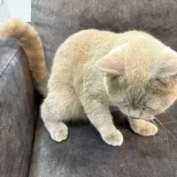 گربه بریتیش رنگ بلو(طوسی)|گربه|اهواز, کیان اباد|دیوار