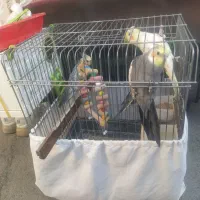 4 تا عروس هلندی فروش فوری|پرنده|صحنه, |دیوار