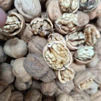 گردو درشت و سفید