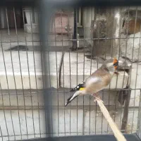 سهره ماده دورگ جوجه بهار