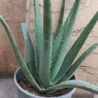 گل طبیعی آلوئه ورا