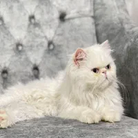 گربه پرشین اصل