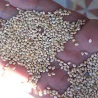 فروش ارزن (الم)ایرانی