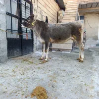 گوساله ماده