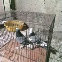 کفتر