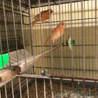 انواع قناری نر همه یکساله همگی بخوان|پرنده|گرگان, |دیوار