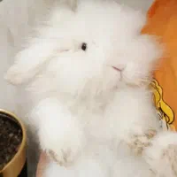 خرگوش نژاد ترکیش