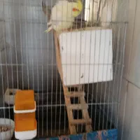 یک جفت عروس هلندی مولد|پرنده|اراک, |دیوار